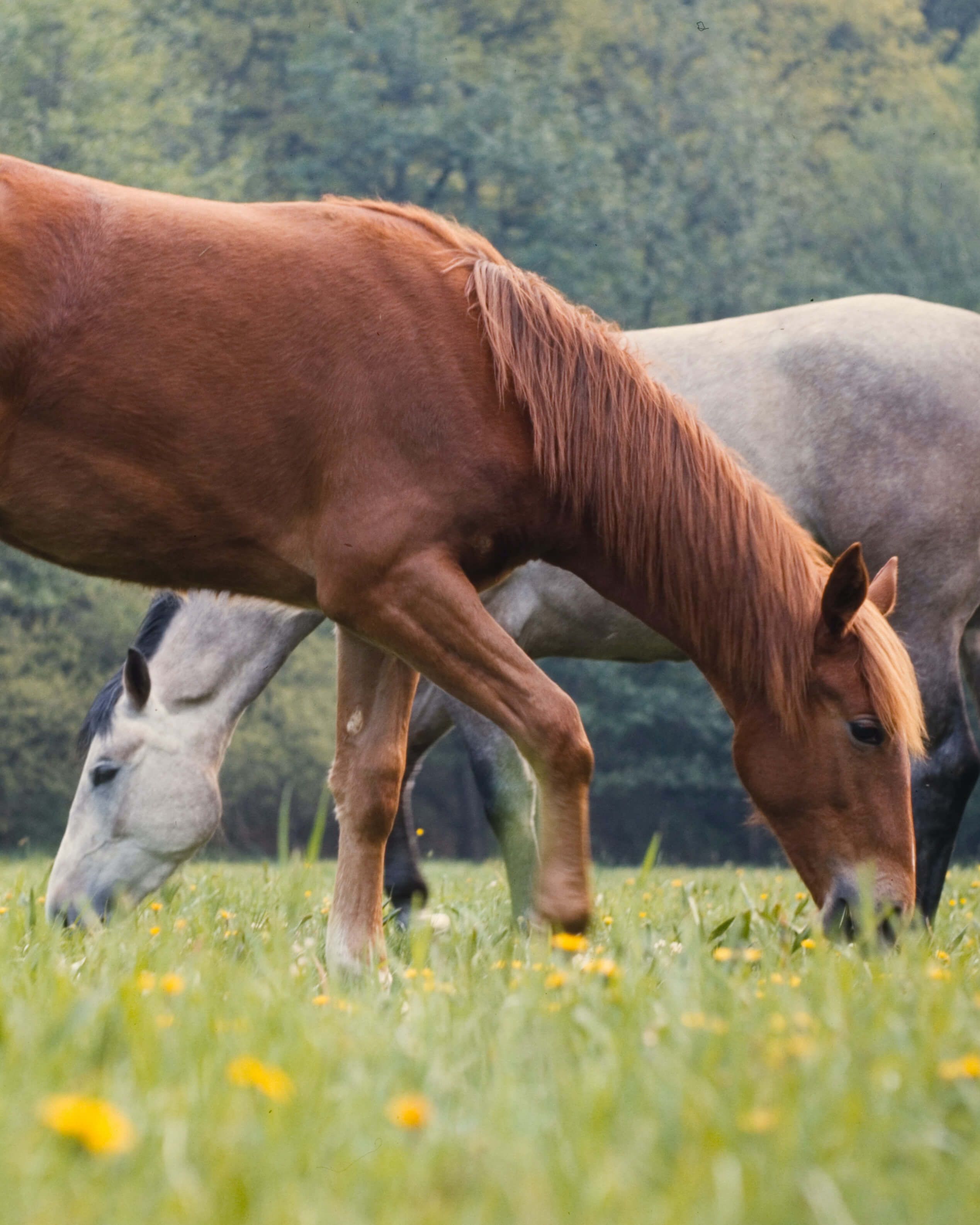 Ughieia - Medicina Omeopatica Veterinaria
